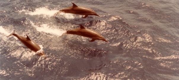 Photo of three dolphins jumping through waves in the Gulf of Mexico